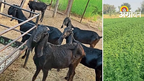 Integrated Farming