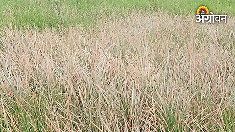 Financial challenges faced by heat-affected farmers in Mulshi