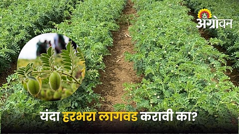 Chickpea Cultivation During Drought