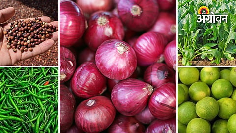 Daily Vegetable and Fruit Market Price Report