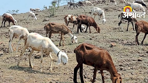 Shepherd Migration
