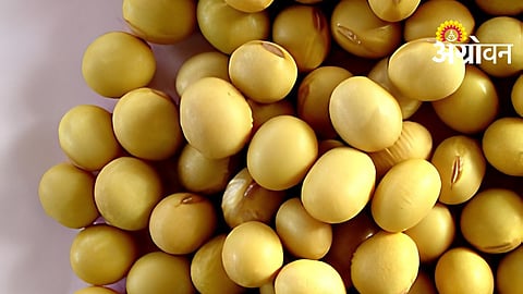 Preserve Soybean Seeds