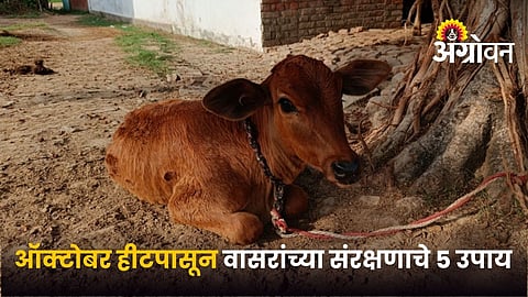 Heat Stress Management in Calf