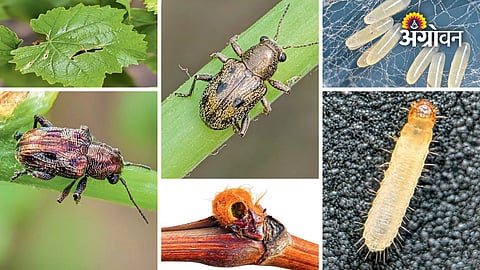 Pest identification in grape vineyards with photos