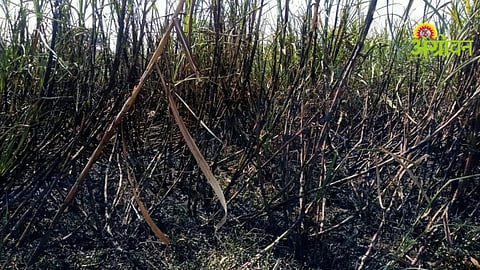Sugarcane Loss