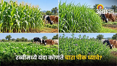 Best Rabi Fodder Crops for Livestock 