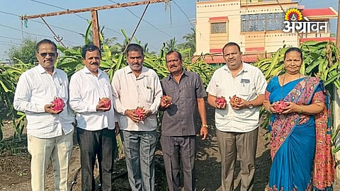 Woman farmer successful dragon fruit farming