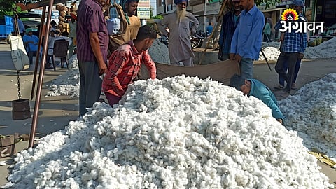 Cotton arrivals and prices in Jalgaon market