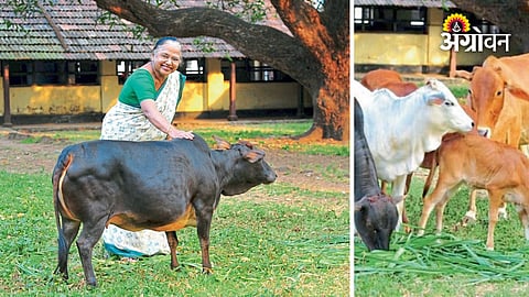 Vechur Cow