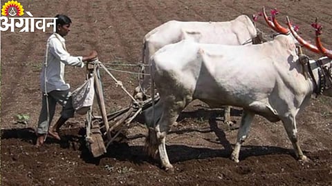 Rabi Season Farming