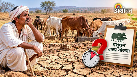 Challenges in livestock distribution during drought