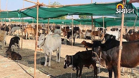 Maharashtra government plan to address fodder shortage