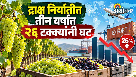 Grape export demand and prices in international markets