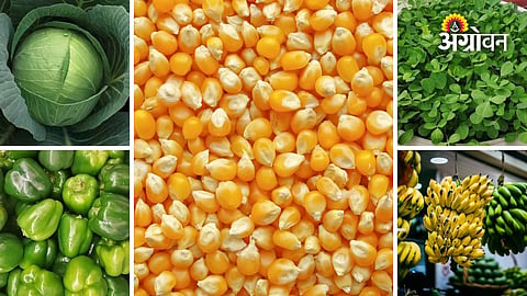 Maharashtra vegetable market prices today