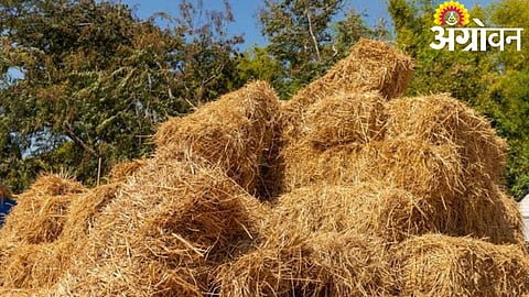 Fodder Export Banned