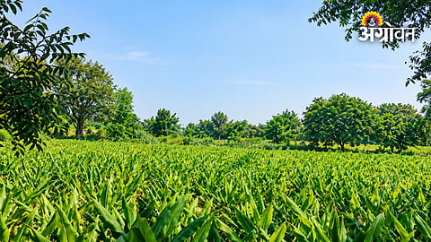 Farmers worried about turmeric production