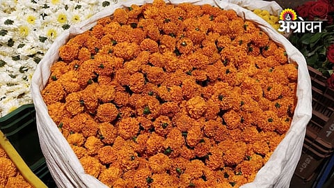 Pune flower market marigold arrivals before Dussehra