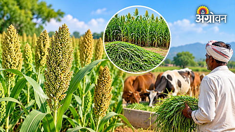 Maharashtra jowar cultivation project for fodder production