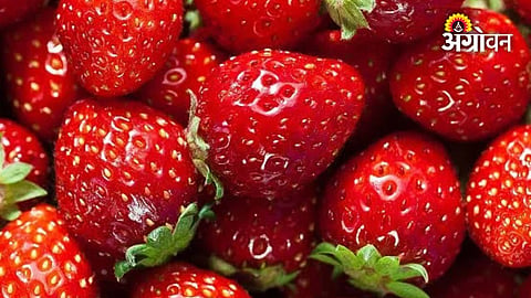 Strawberry harvest and farmer income in Suragana