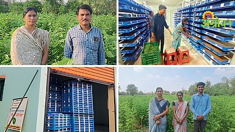 Silk Farming