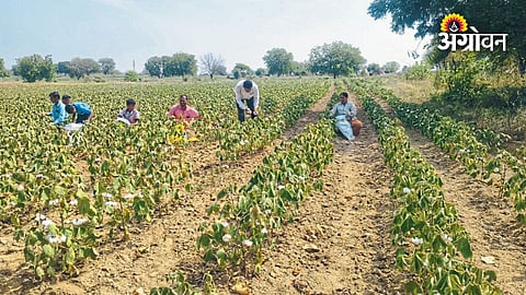 Low Rainfall Hits Cotton Farmers in Marathwada and Vidarbha