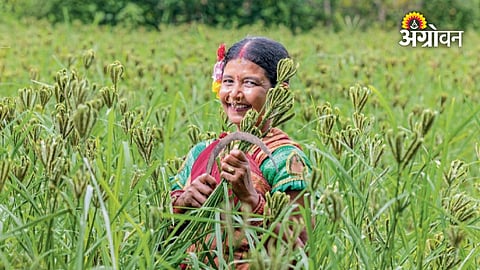 Indigenous seed preservation in Koraput district Odisha