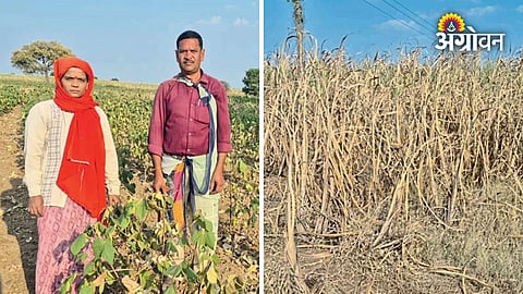 Crop failure due to severe drought in Maharashtra