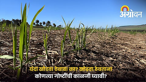 Sugarcane Ratoon in Water Scarcity