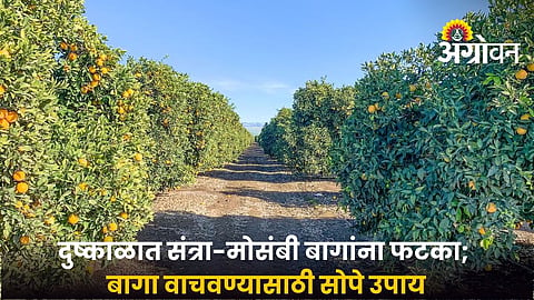 Drought Stress in Citrus Orchards