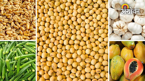 Maharashtra agricultural market rates today