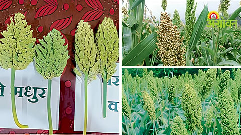 Jowar Farming