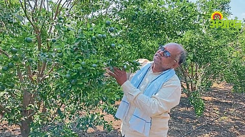 Orange Orchards Crisis