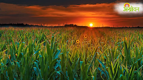 El Niño, Rabi Crops