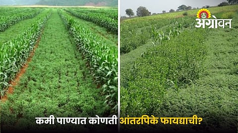How to plan intercropping during drought conditions