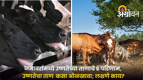 Heat stress symptoms in dairy animals.