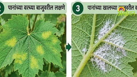 Grape Disease Management