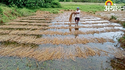 Paddy Crop Damage
