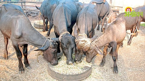 Fodder Scarcity