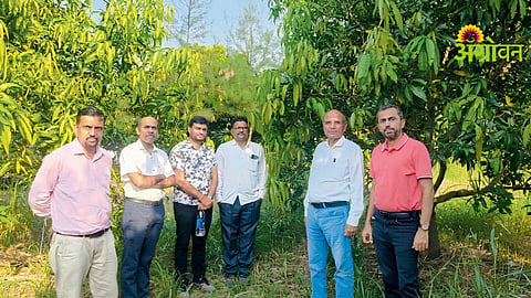 Mango Variety Research