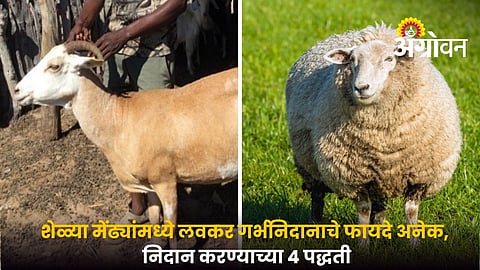 Detect Pregnancy in Goats and Sheep Early