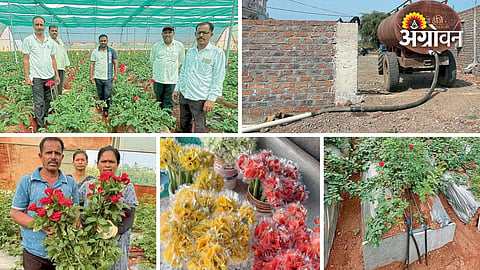 Farmers struggling to protect flower crops from drought