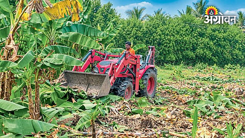 Banana farmer removes three-acre plantation due to low market rates
