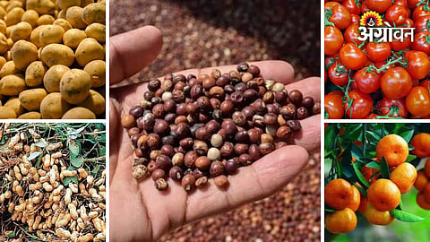 Daily Maharashtra Bajarbhav for farmers
