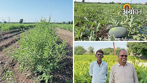 How a farmer manages 52 acres with just two labourers