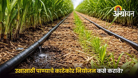 Best irrigation practices for sugarcane in water scarcity