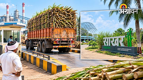 Sugarcane loaded on a tractor trolley near a weighing scale at a sugarcane procurement centre in Maharashtra