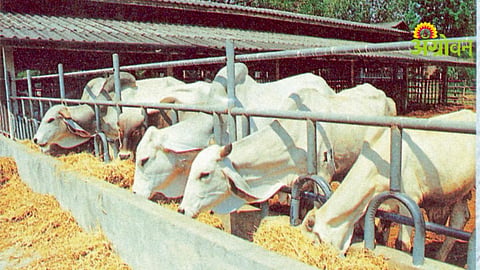 Livestock Feed Management