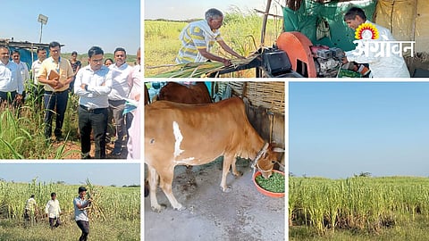 Fodder Self Sufficiency