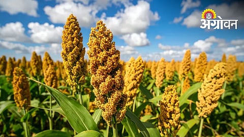 Rabi Sorghum Prices Cross ₹5,400 Per Quintal In Gevrai