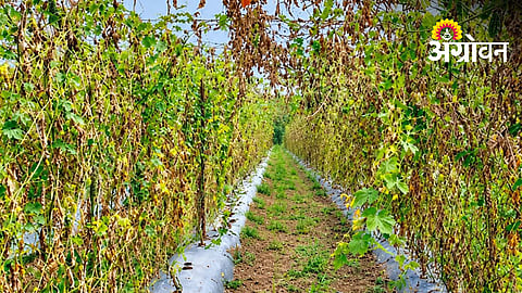 Drought Threatens Vegetable Farming In Sangli,